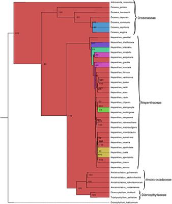 Phylogeny and Biogeography of Carnivorous Plant Family Nepenthaceae With Reference to the Indian Pitcher Plant Nepenthes Khasiana Reveals an Indian Subcontinent Origin of Nepenthes Colonization in South East Asia During the Miocene Epoch